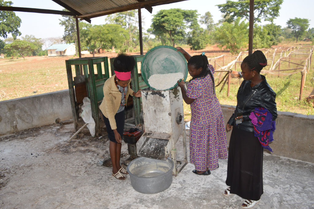 Kibuku women farmers reap big from cassava processing